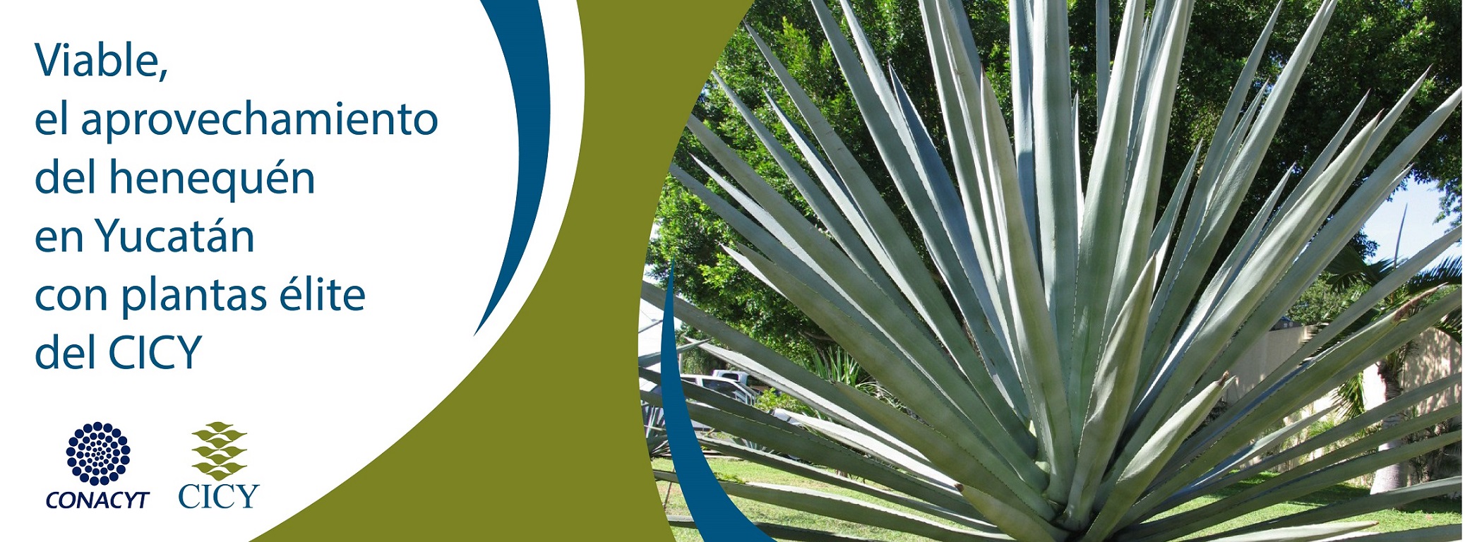 Viable el aprovechamiento del henequén en Yucatán con plantas élite del CICY